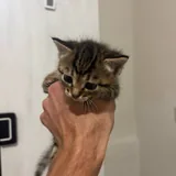 Котята 1