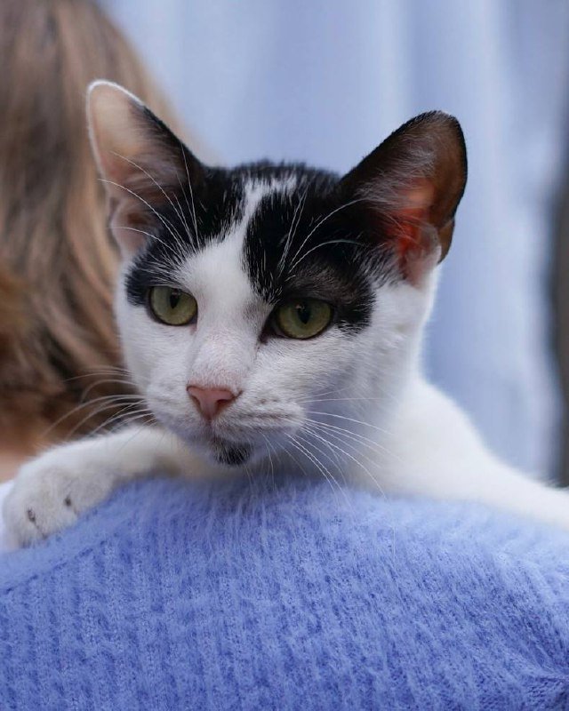 Котёнок Энтони, 4 месяца, мальчик, в дар 4