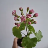 Комнатные растения 6