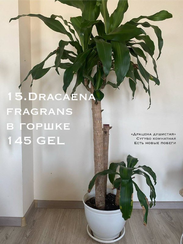 Цветы в горшках