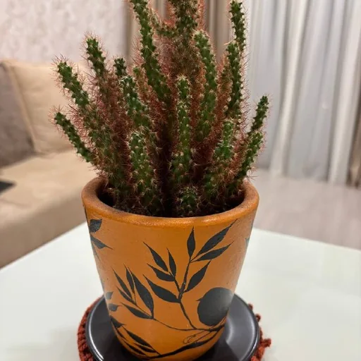 Cactus and pot, wallet, shoe care products