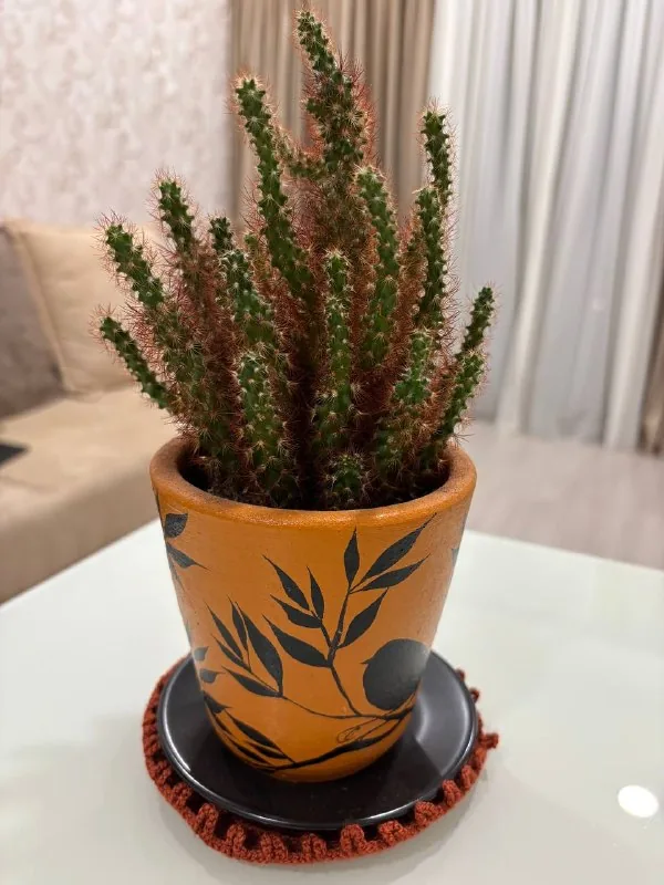 Cactus and pot, wallet, shoe care products 1