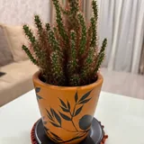 Cactus and pot, wallet, shoe care products 1