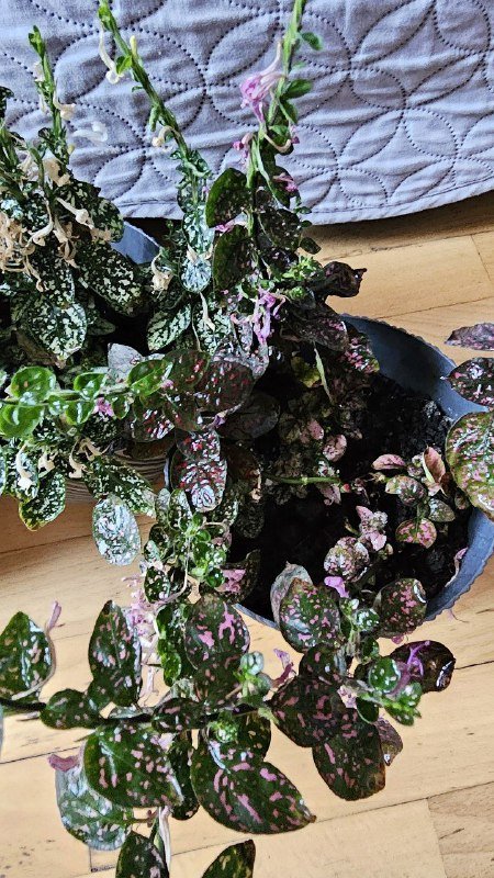 Комнатные цветы с горшками Фикус, Авокадо, Пальма, Вриезия, Гипоэстес 8