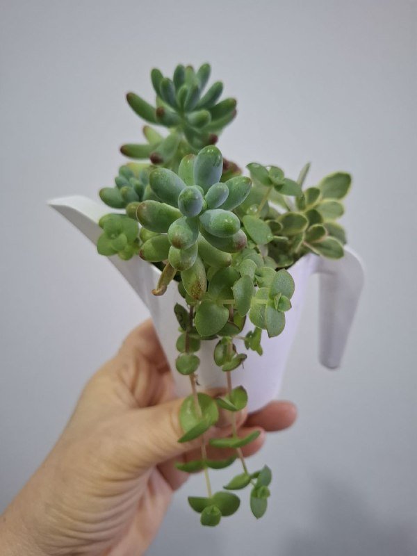 Суккуленты, нефролепис, сенецио, аспидистра, аспарагусы, монстера рафидофора