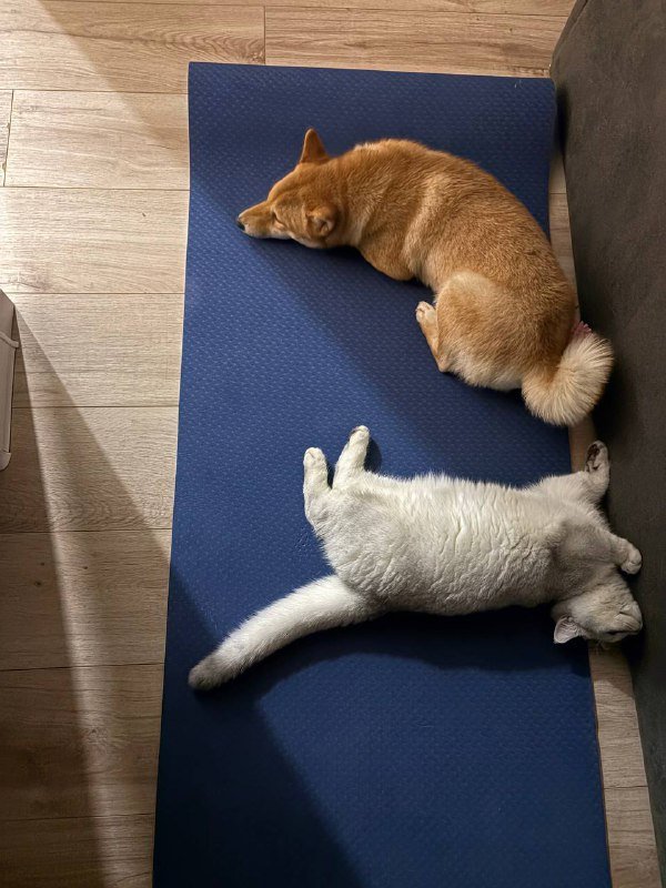 серебристая британская шиншилла котик с документами 3