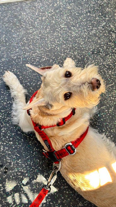 Анатомическая шлейка для собак Staya размер M 6