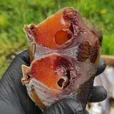 Живые раки и рыба 4
