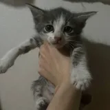 Котята 3