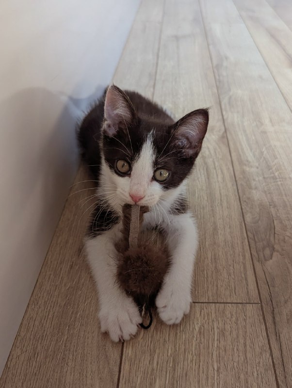 Котёнок мальчик ищет дом