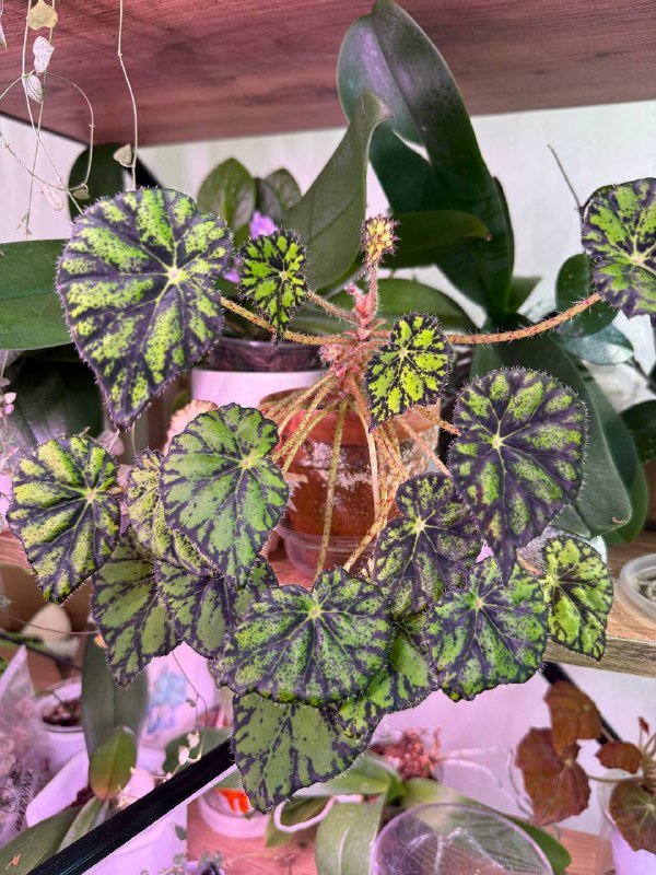 Домашние растения герань, сциндапсус, сингониум, бегония 4