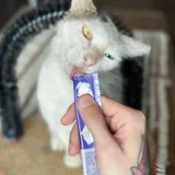 Кошка Луми 6