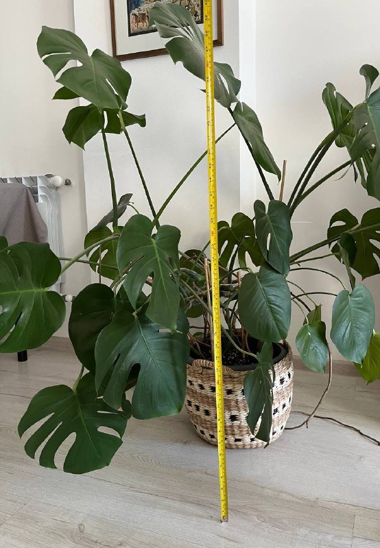 Пышная трехлетняя монстера в горшке с кашпо 2