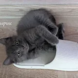 Котята Пухля, Богатырь и Пузырик 7
