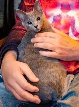 Русский голубой котёнок Грогу 1