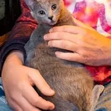 Русский голубой котёнок Грогу 1