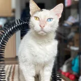 Кошка Луми 6