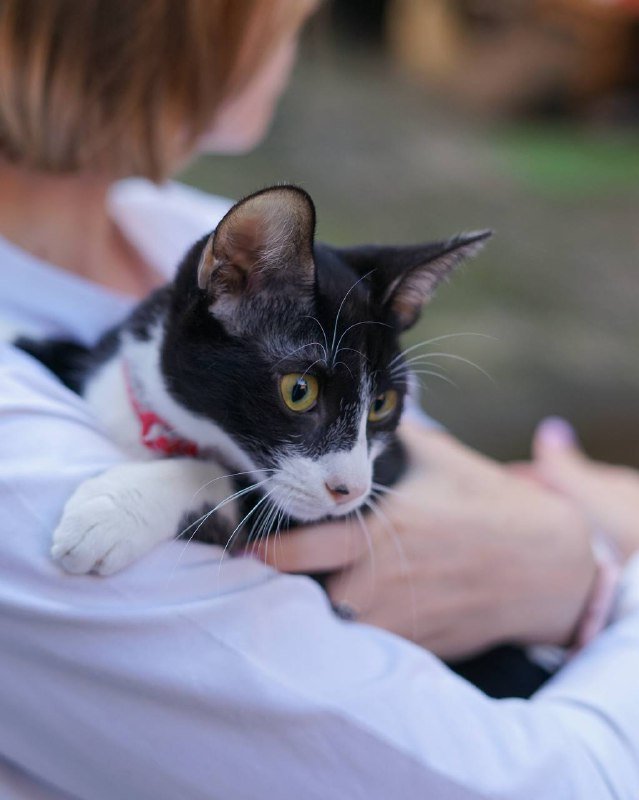 Кошка Вишенка ищет дом 6