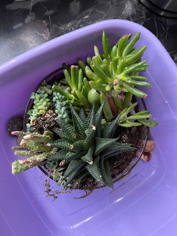 6 видов суккулентов с плошкой 4