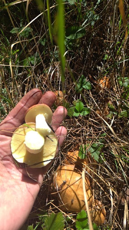 Молочные маслята из леса