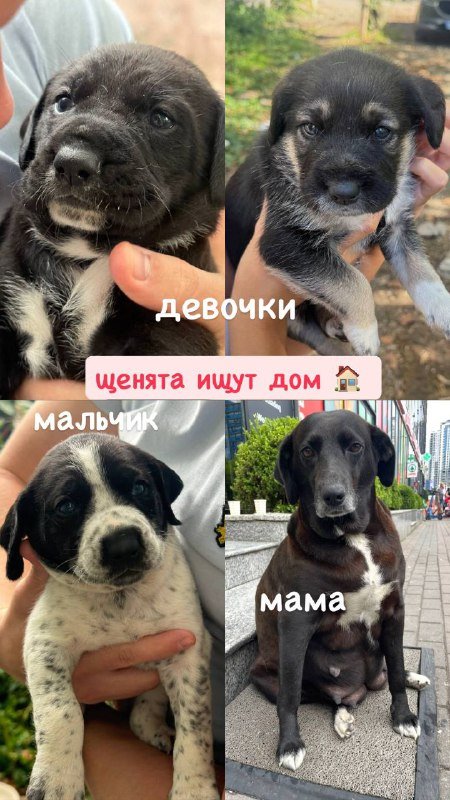Щенки девочки и мальчик, мама