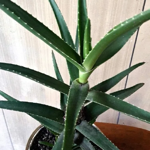 Aloe