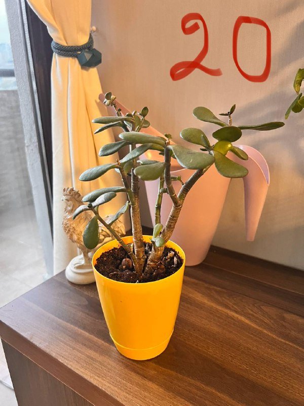 Растения и горшки для растений 3