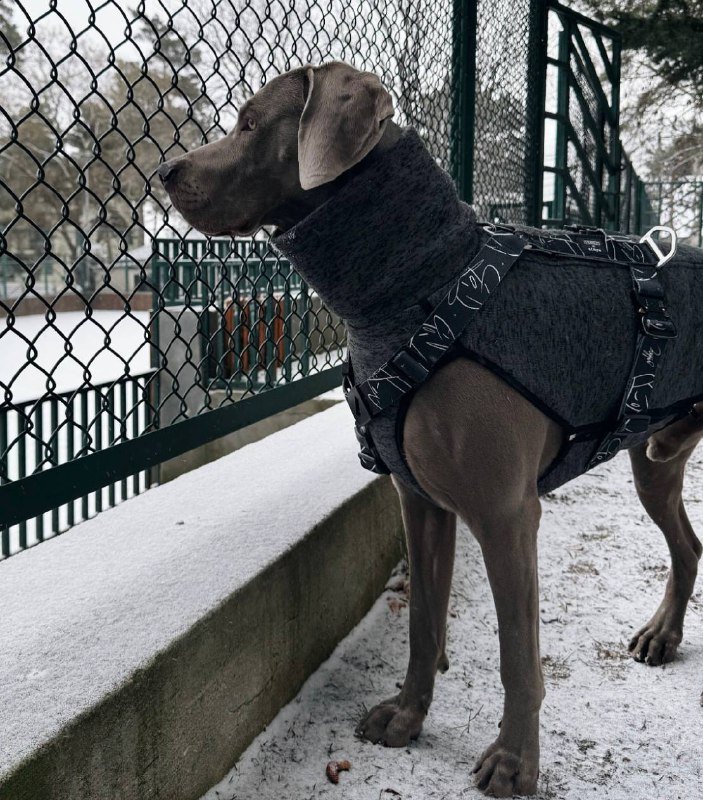 Шлейка Staya с тактическими застежками размер L wide 4