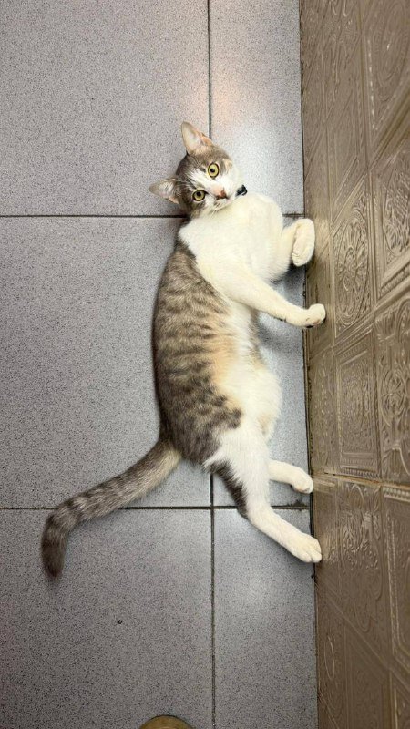 Котик из Батуми в добрые руки