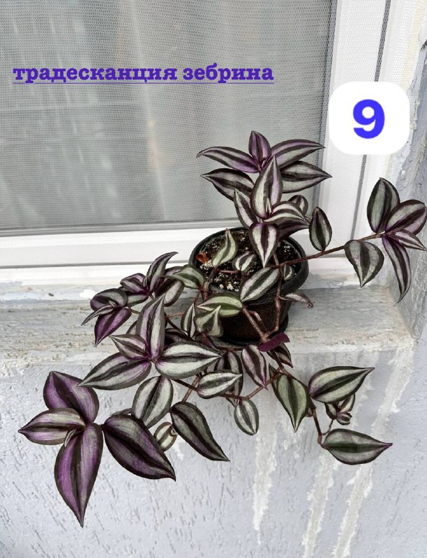 Традесканция зебрина, кофе арабика, цитрус цветы в горшках 9