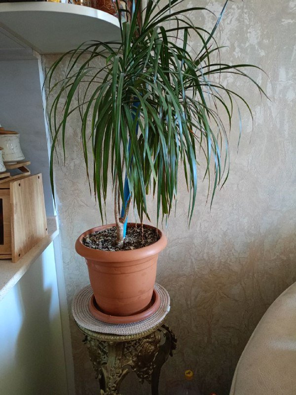 Драцена в кашпо 85 см
