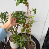 Домашние растения, растения на балкон 5