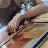 Котёнок Вафля 7