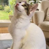 Котенок 2