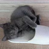 Котята Пухля, Богатырь и Пузырик 2