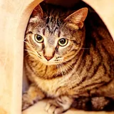 Котик Тео 3