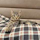 Два котёнка ищут дом 6