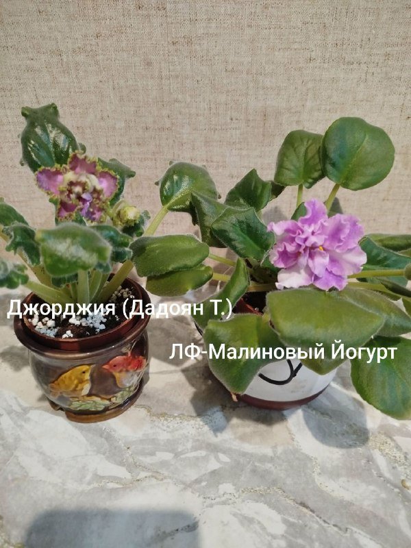 Сортовые фиалки Джорджия, Йогурт