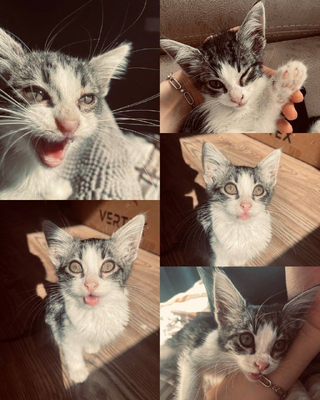 Котенок Мaлой ищет дом