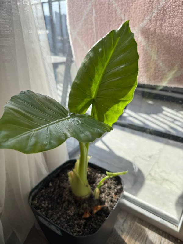 Домашние растения гибазис, традесканция, каллизия, колоказия, суккуленты, кактус, черенки хлорофитум, колеус 10