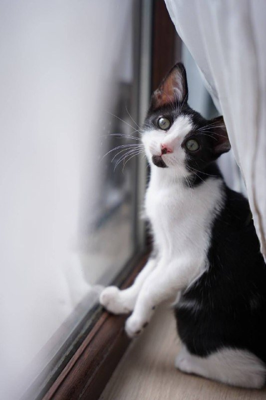 Кошка Малинка 4 месяца в дар 2