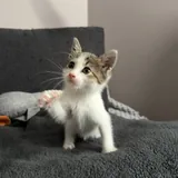 Котёнок-девочка ищет любящих хозяев 2