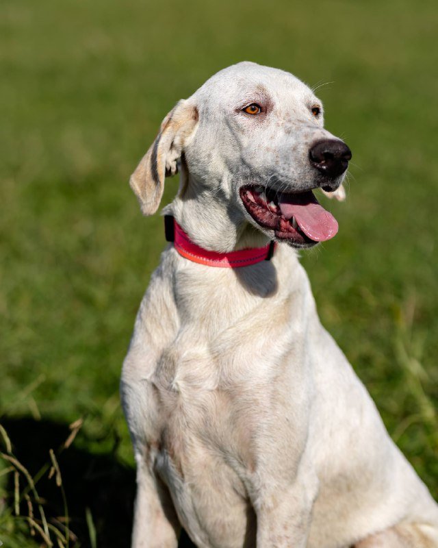 метис поинтера Гретта для дома