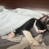 Котята 4