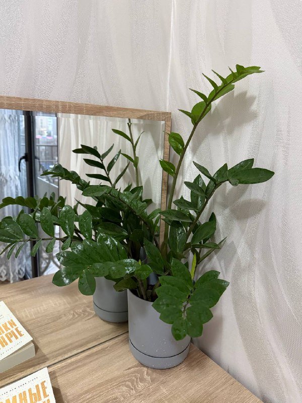 Каланхоэ, Замиокулькас, Суккулент