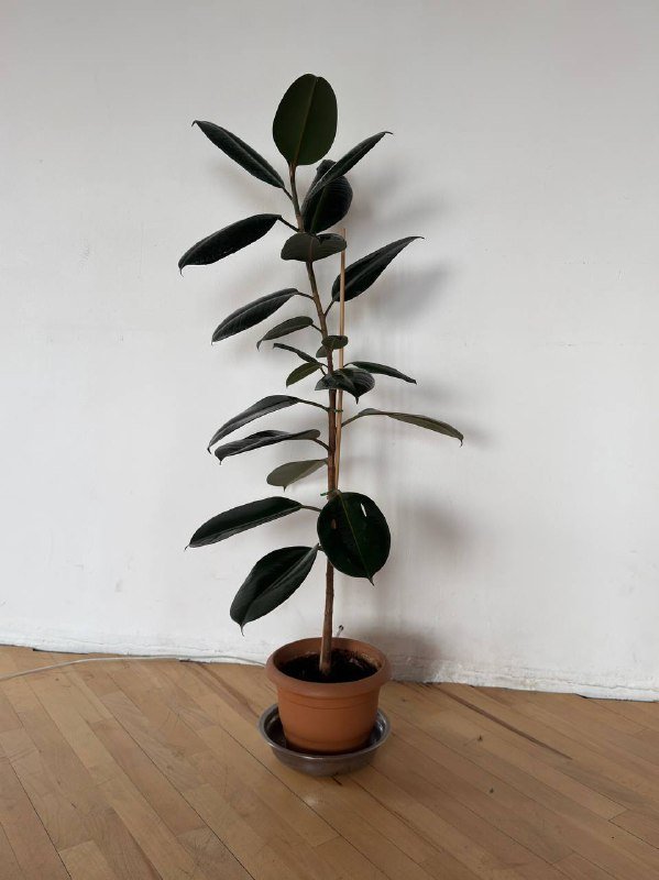 Фикус высотой 120см