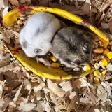 Джунгарские хомячки 1