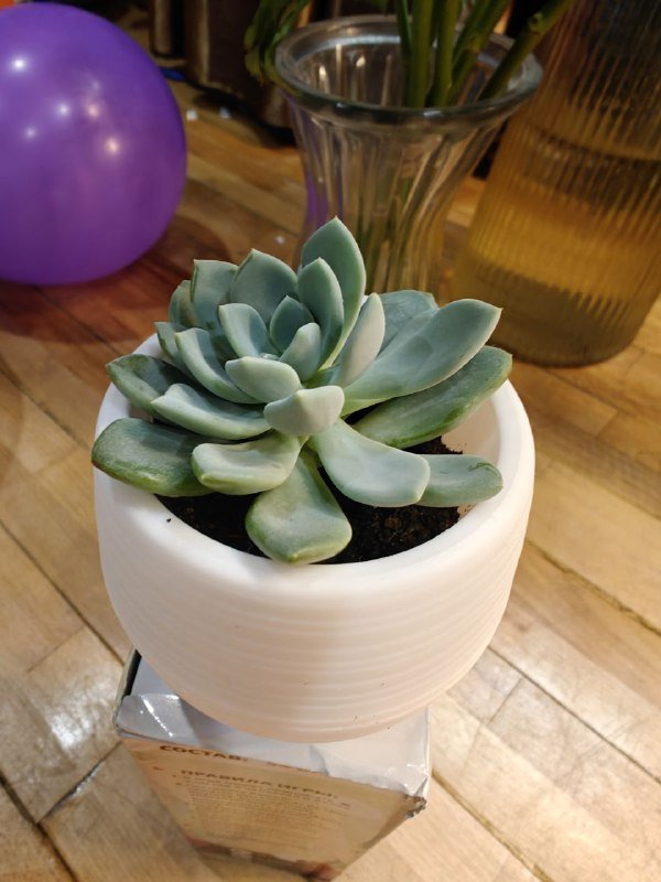 Малыши суккулентики 1