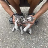 Котята 5