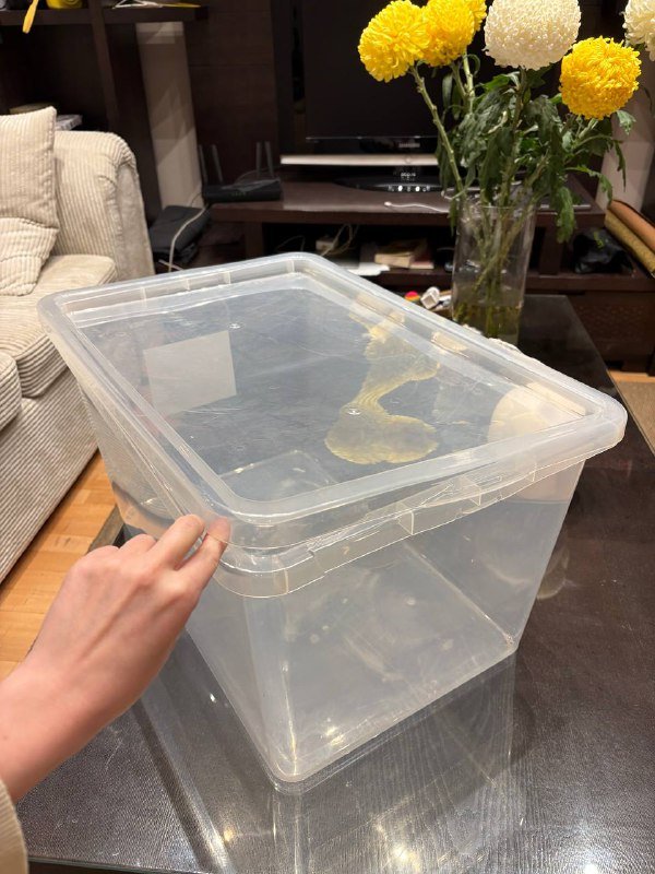 Переноска для кошки, миска, контейнеры, корзины, кухонные доски, венчик, краски для рисования 4